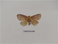 藏品(銀灰帶刺蛾)的圖片